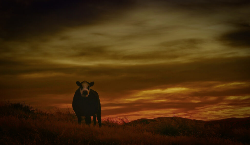 Cow looking at the photographer, shooting the sunset