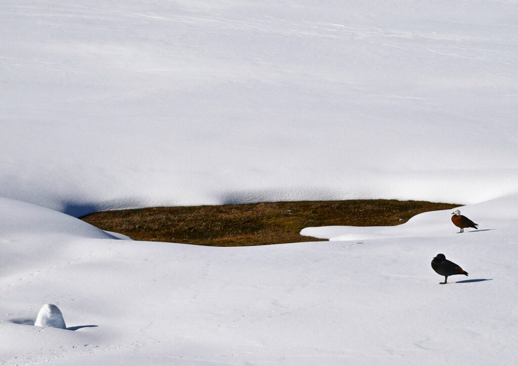 Paradise Ducks. The Snow Farm cross country skiing area, Cardrona Valley, New Zealand