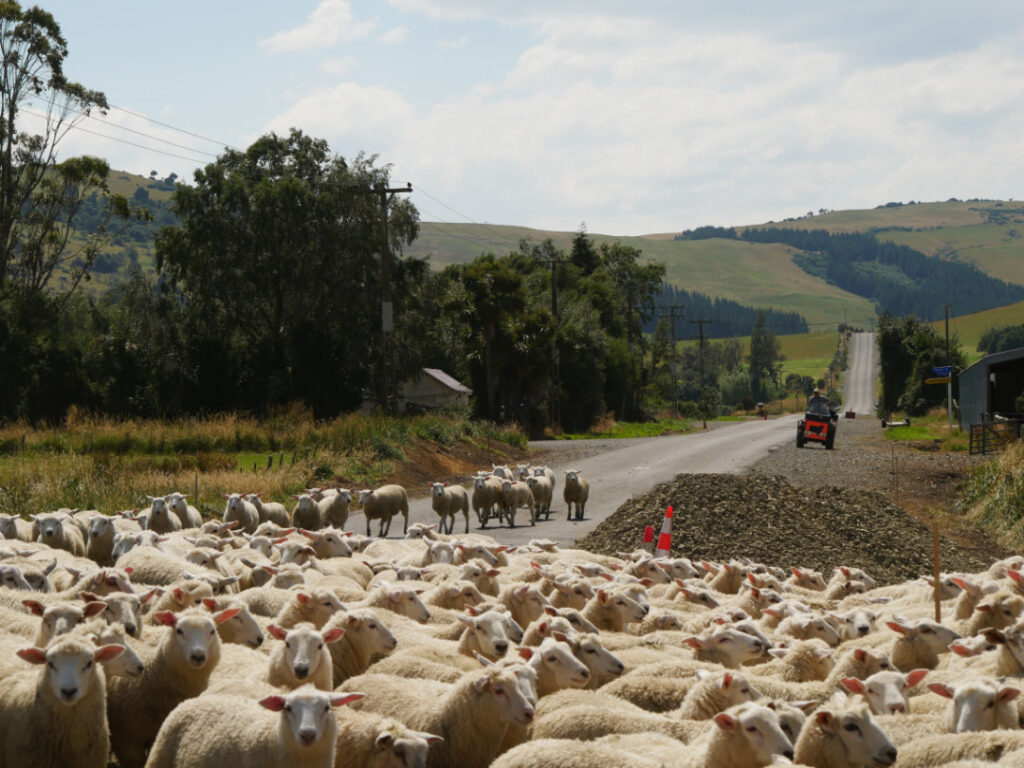 Sheep on a rural road in New Zealand