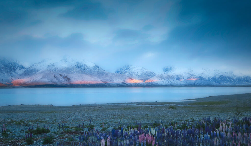 Lake Pukaki, lupins and a late spring snowfall