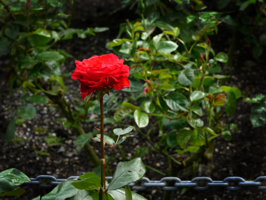 "Spirit of Hope" rose, in Dunedin Gardens.